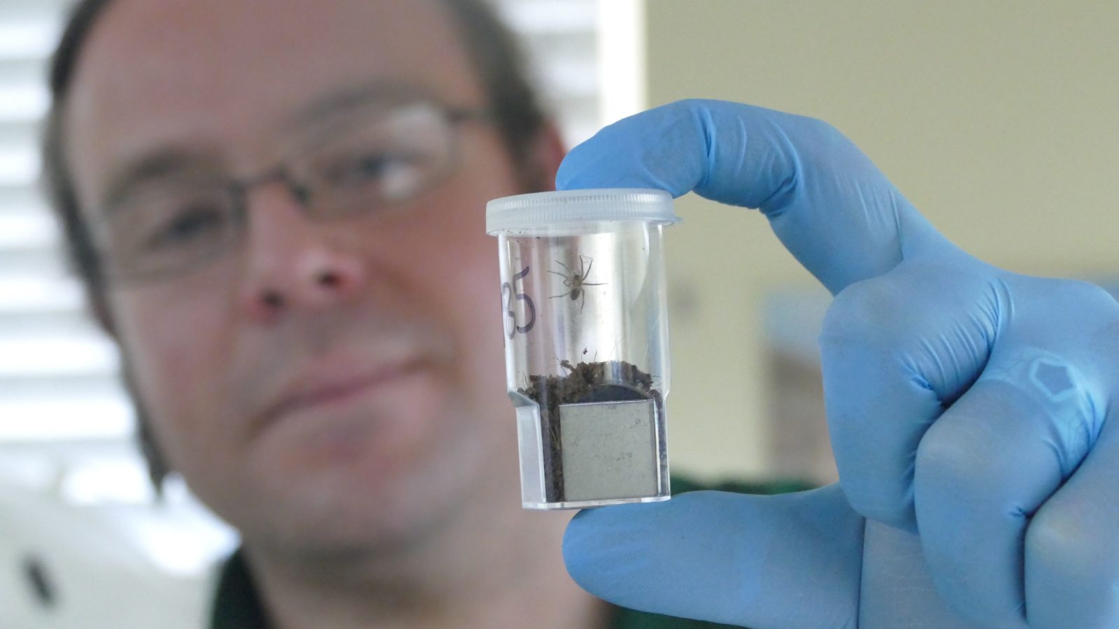 Bristol Zoo's curator of invertebrates Mark Bushell holds a Desertas wolf spiderling