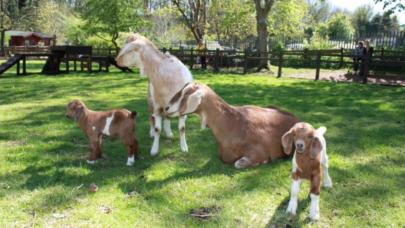 St Werburghs City Farm