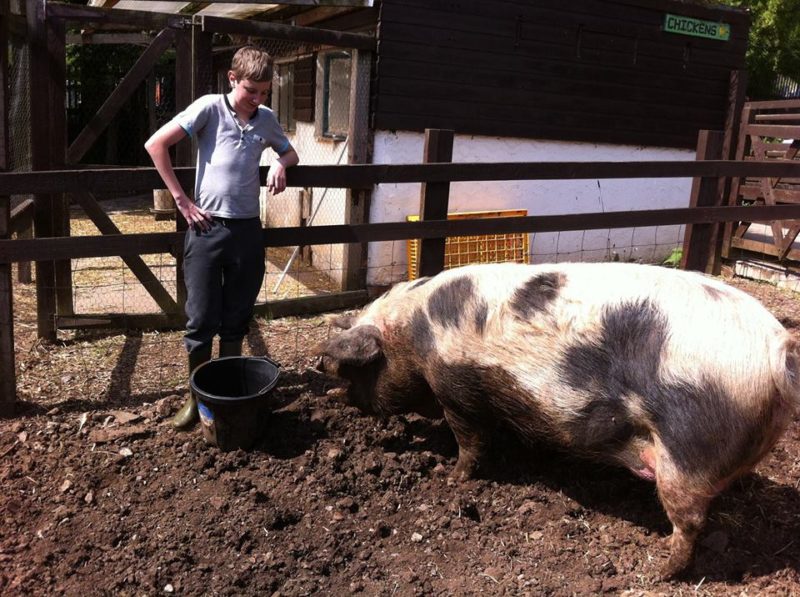 Gloucester Old Spot Sow at St Werburghs City Farm