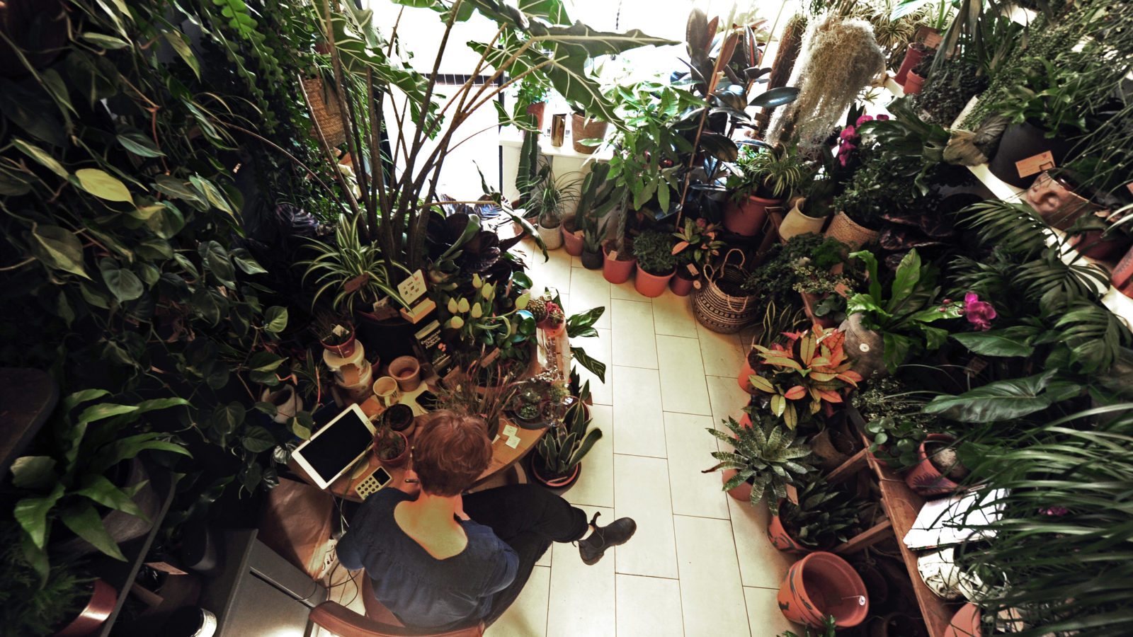 Inside of Bristol shop Wild Leaf