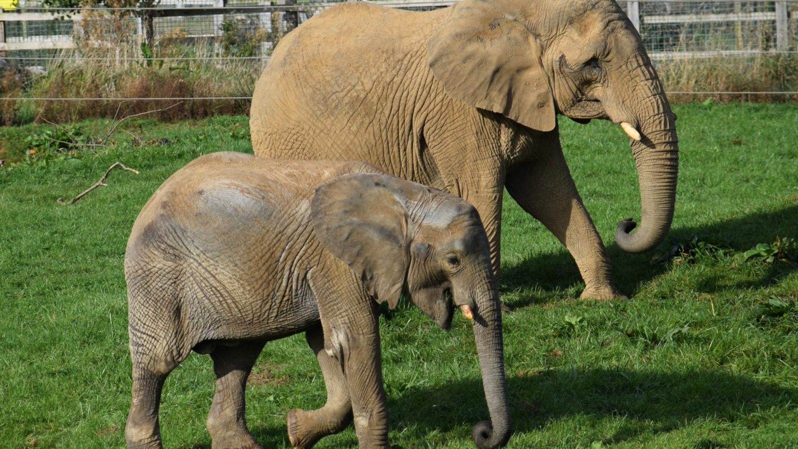 African elephants are a real highlight