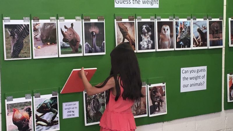 The zoo farm is full of fun interaction for kids