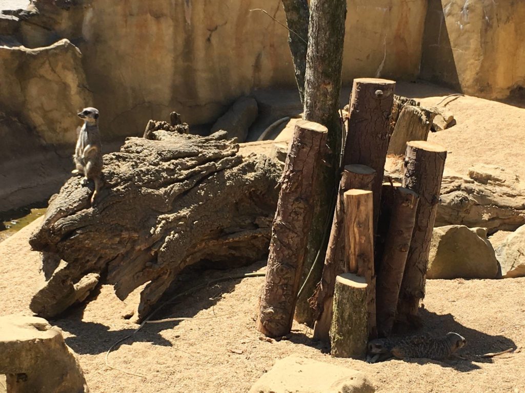 Meerkats are a firm favourite at the zoo