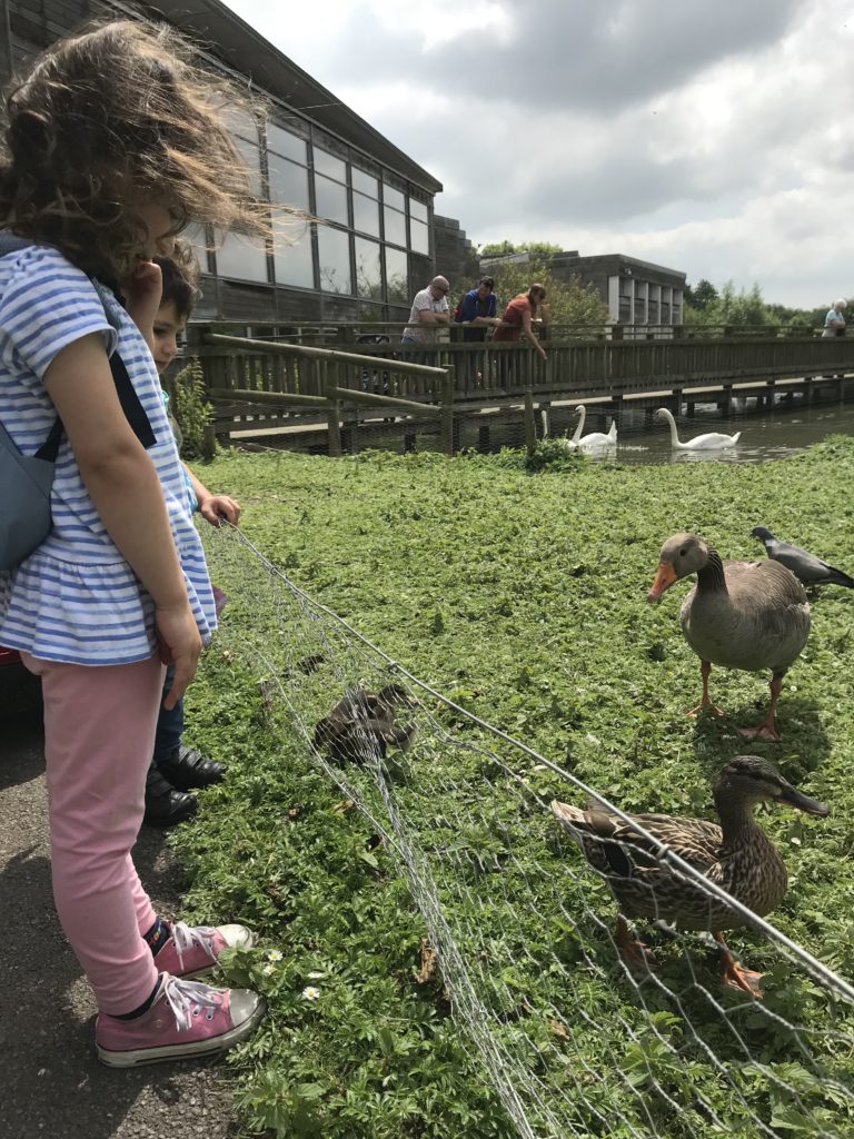 Feeding the ducks