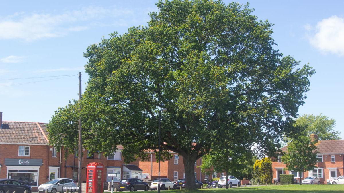 A large oak tree on grass in the centre of a housing estate with a red phone box near by.