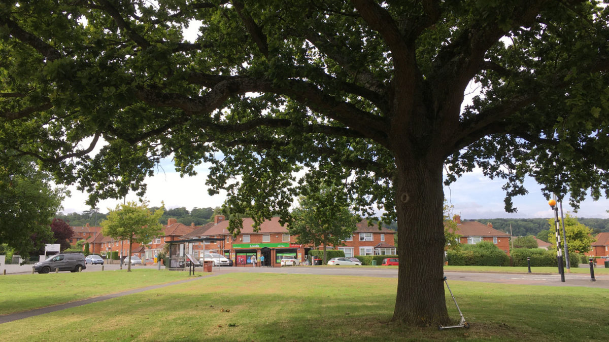 picture of a large oak tree in urban green space in Sea Mills