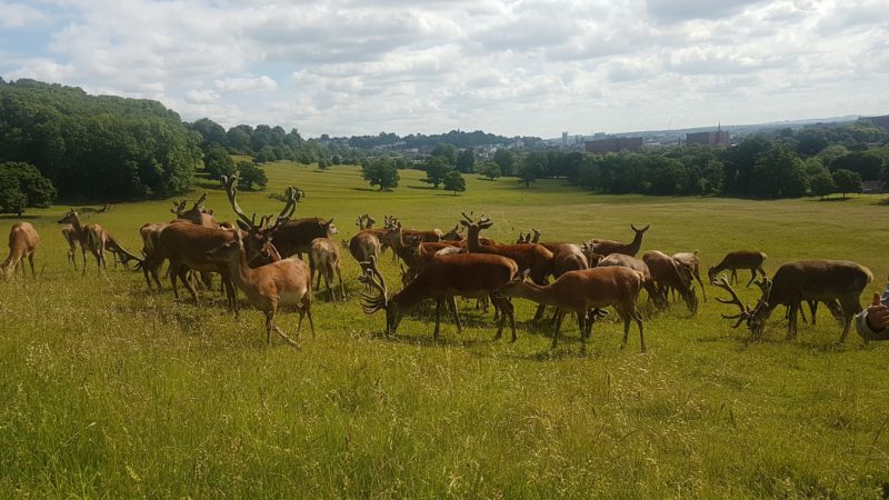 A herd of deer in a field. 