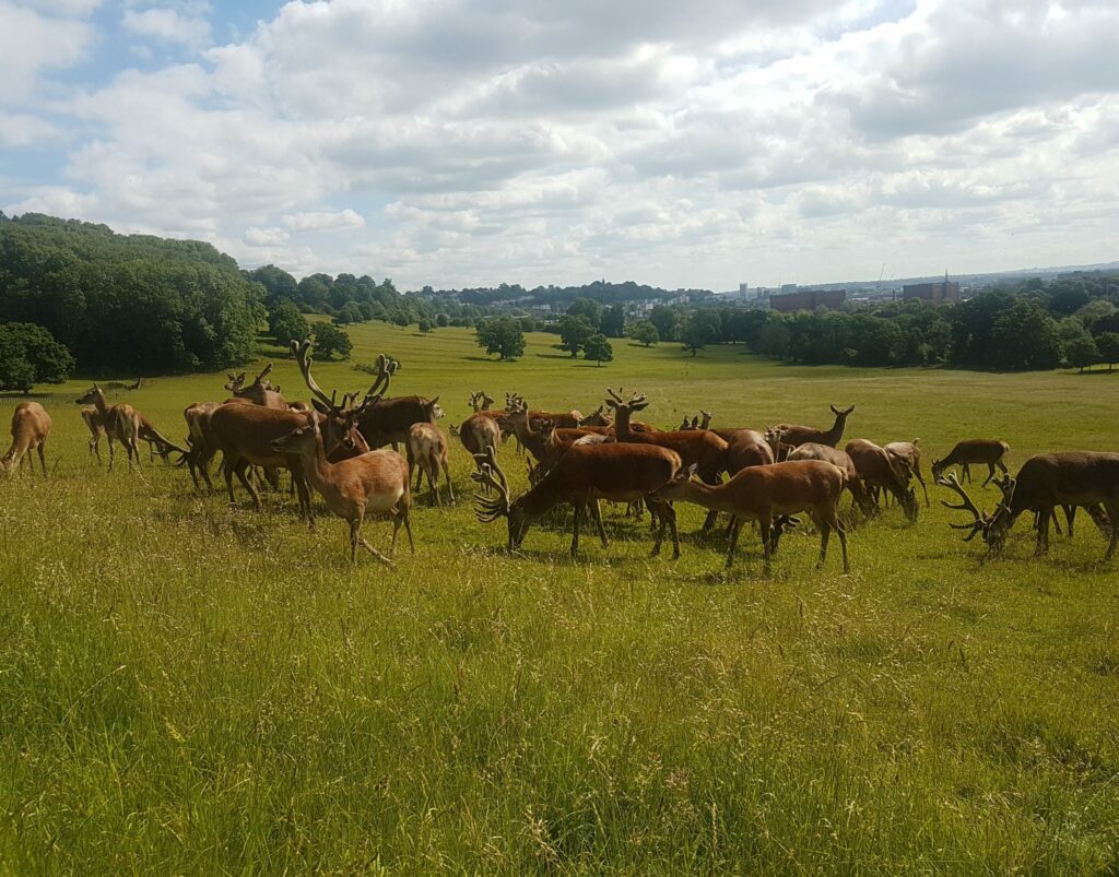 A herd of deer in a field.