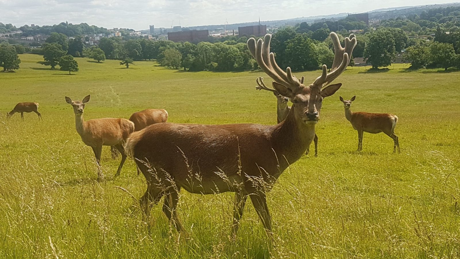A red deer taken up close faces the camera