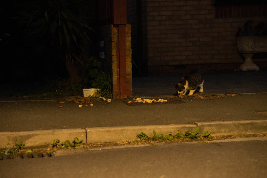 A cat, white with splotches of tabby, crouches on the pavement eating chunks of meat. There are pieces of bread spread out along the pavement.