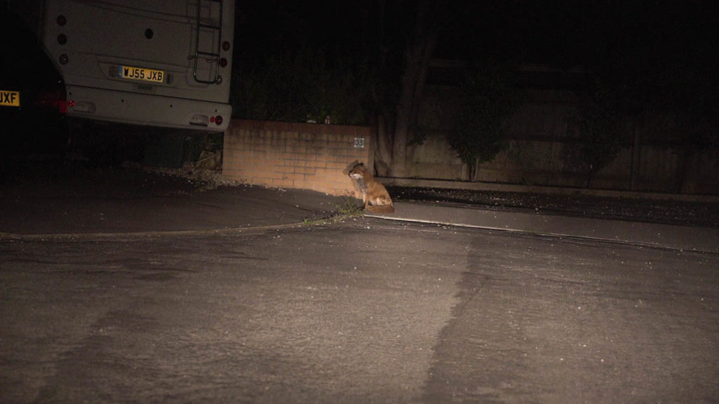 An older fox is sitting beside a garden wall, next to a campervan. It's looking to the side, under the van. The fox is illuminated by car headlights.