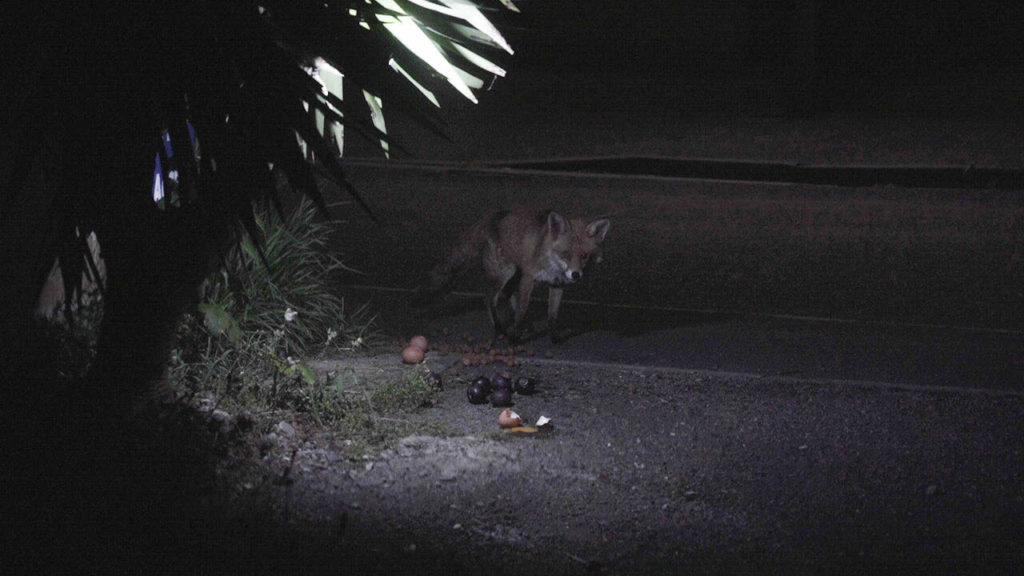 A fox is lit from the side, by a light under a short palm tree. It is looking up at the camera and crouching in front of a broken egg.