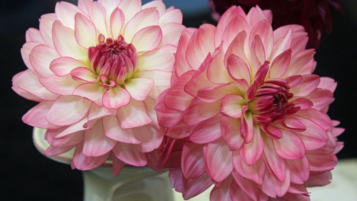 Two flowers in a vase