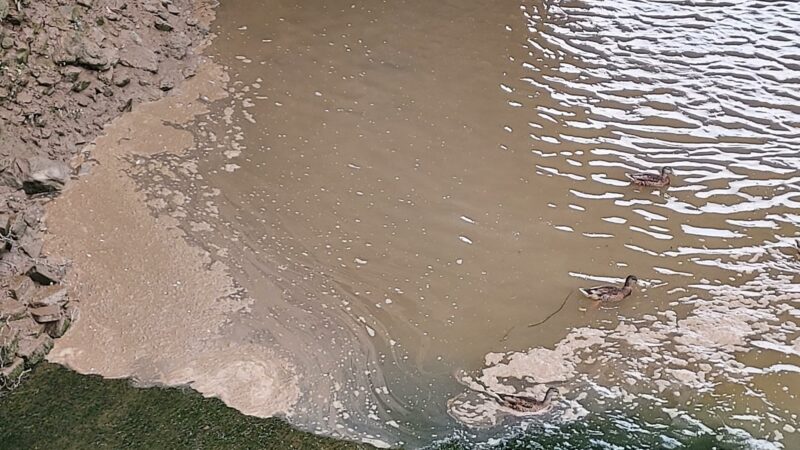 Brown river, with sewage build up at the edge