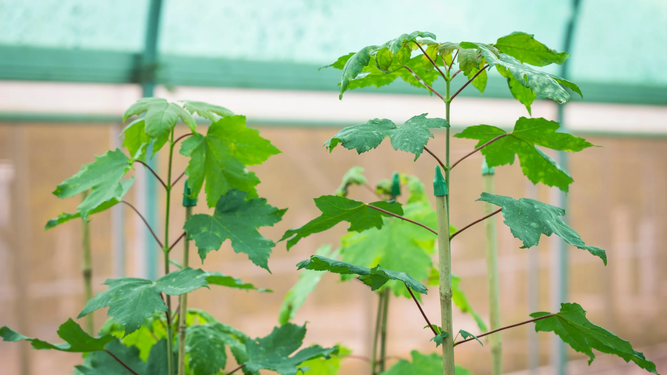 The shoots of sycamore samplings 