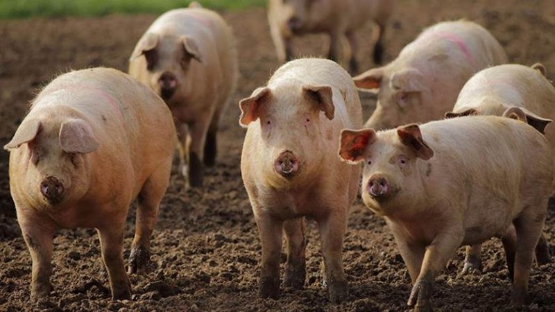 AI-powered technology promises to ‘revolutionise’ animal welfare