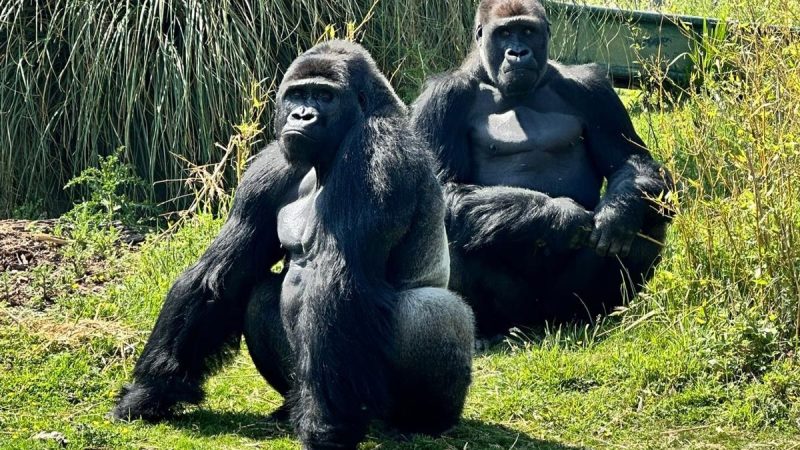 New silverback gorilla arrives at Bristol Zoo Project